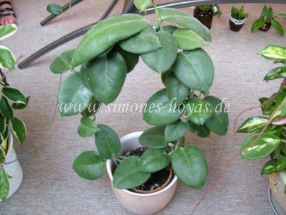 Hoya calycina Pflanze