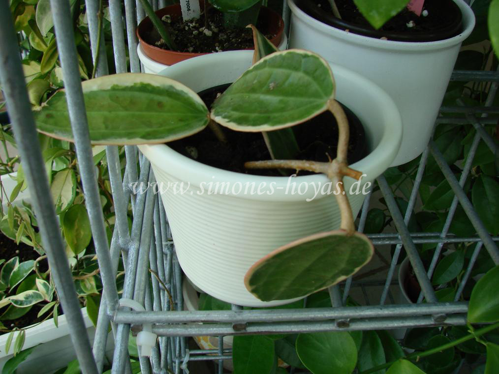 Hoya macrophylla variegata kleine Pflanze